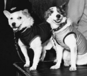 55 лет назад (1960 г.) советский космический корабль «Восток» с собаками Белкой и Стрелкой на борту совершил суточный полет с возвращением на Землю